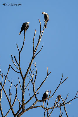 Black Bulbul