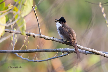 Brown-breasted Bulbul