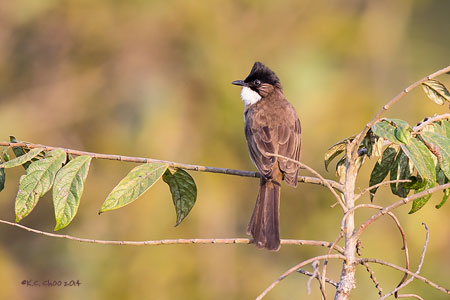 Brown-breasted Bulbul