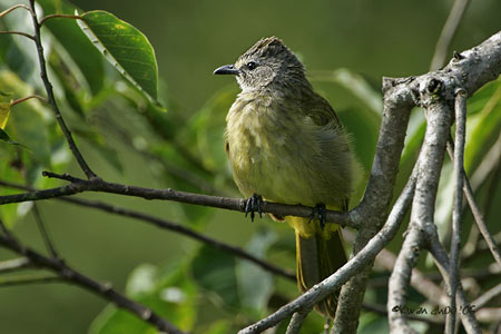 Flavescent Bulbul