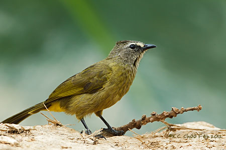 Flavescent Bulbul