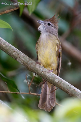 Ochraceous Bulbul