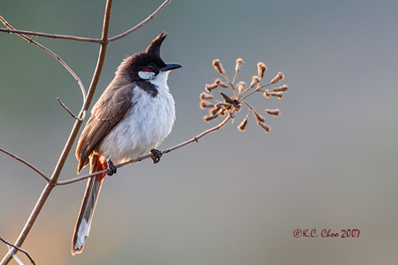 Red-whiskered Bulbul