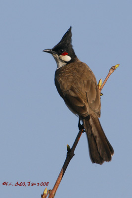 Red-whiskered Bulbul
