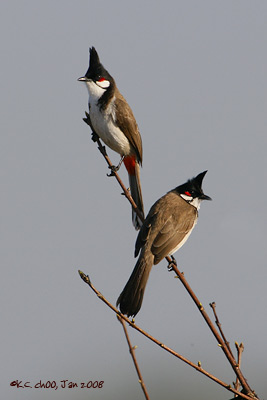 Red-whiskered Bulbul