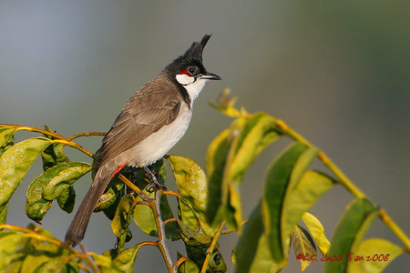 Red-whiskered Bulbul