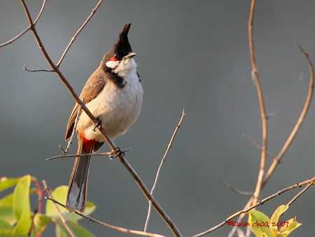 Red-whiskered Bulbul