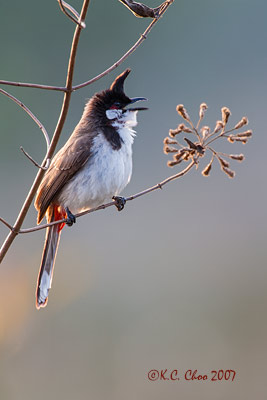 Red-whiskered Bulbul
