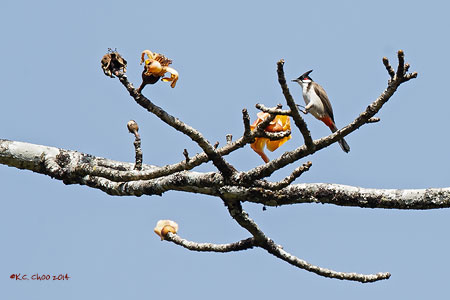 Red-whiskered Bulbul