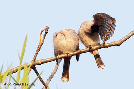 Sooty-headed Bulbul