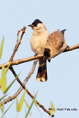 Sooty-headed Bulbul