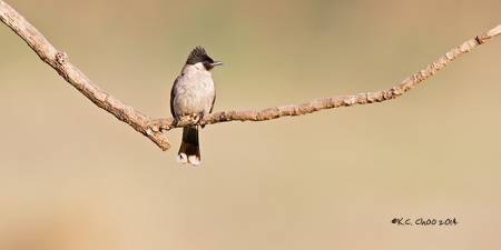 Sooty-headed Bulbul
