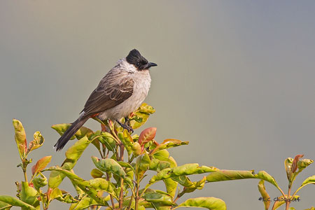 Sooty-headed Bulbul