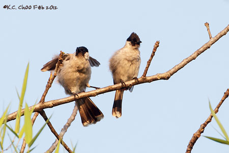 Sooty-headed Bulbul