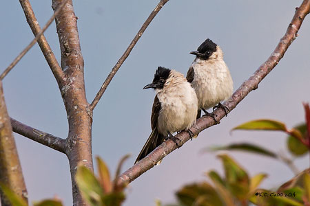 Sooty-headed Bulbul