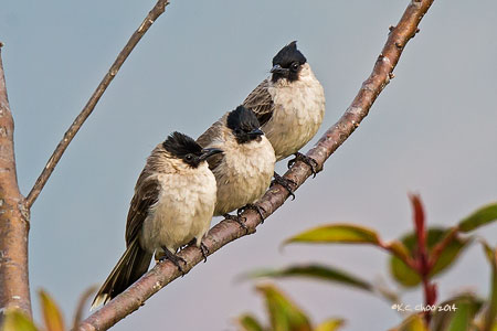 Sooty-headed Bulbul
