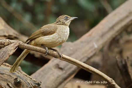 Streak-eared Bulbul