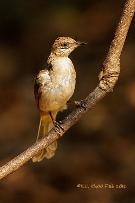 Streak-eared Bulbul