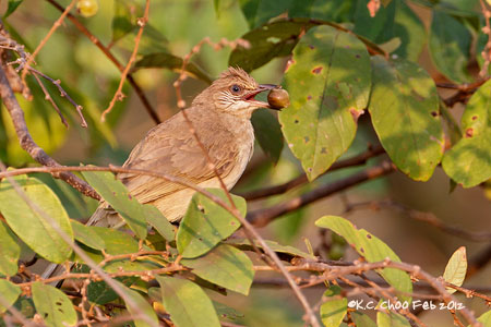 Streak-eared Bulbul
