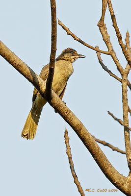 Streak-eared Bulbul