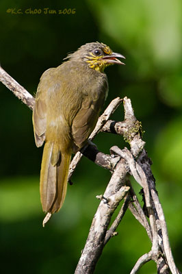 Stripe-throated Bulbul