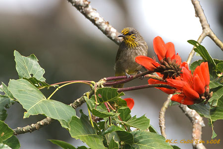 Stripe-throated Bulbul