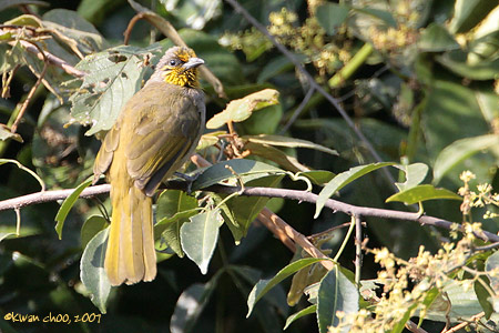 Stripe-throated Bulbul