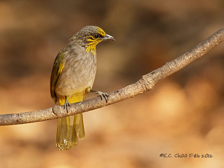 Stripe-throated Bulbul