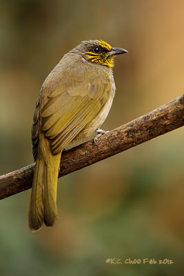 Stripe-throated Bulbul