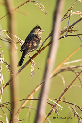 Crested Bunting