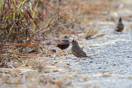 Crested Bunting
