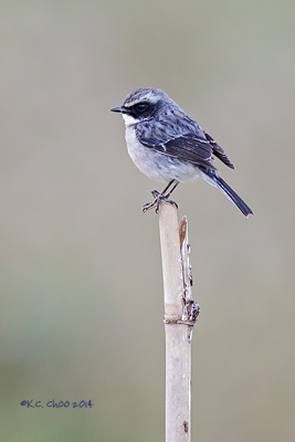Grey Bushchat