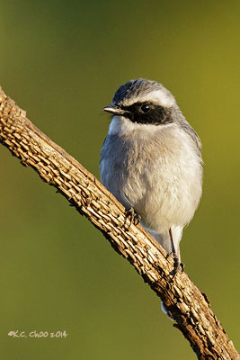 Grey Bushchat