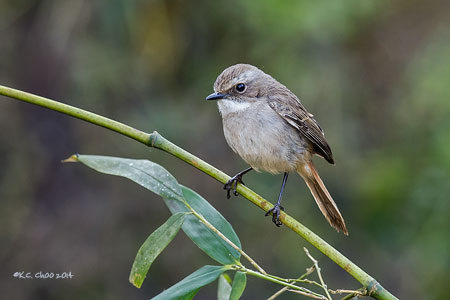 Grey Bushchat