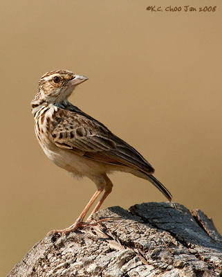 Indochinese Bushlark