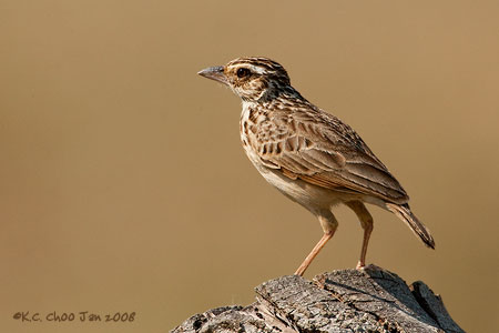 Indochinese Bushlark