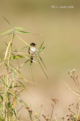Bright-headed Cisticola