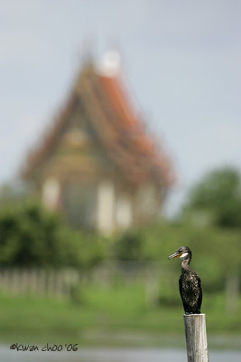 Great Cormorant