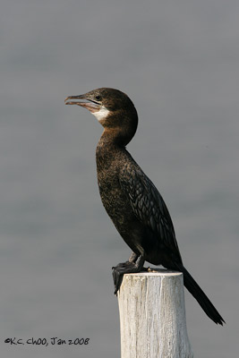 Great Cormorant