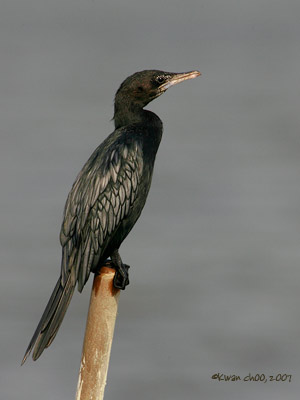 Little Cormorant