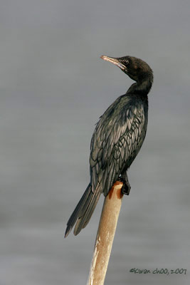 Little Cormorant