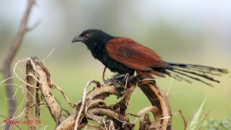 Greater Coucal