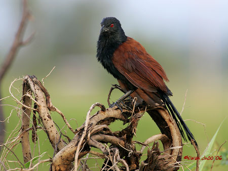 Greater Coucal