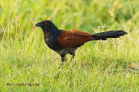 Greater Coucal