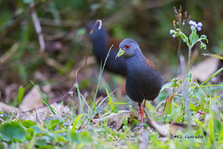 Black-tailed Crake
