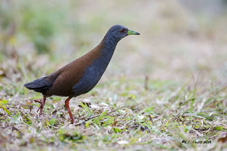 Black-tailed Crake