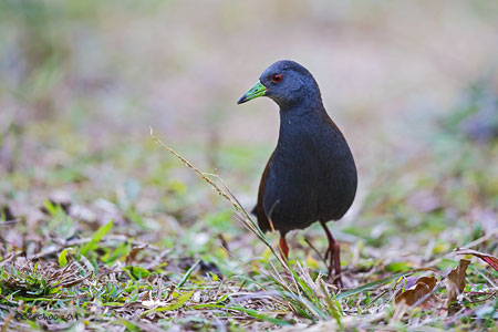 Black-tailed Crake