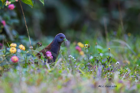 Black-tailed Crake
