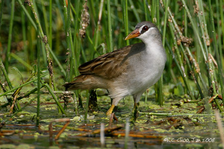 White-browed Crake