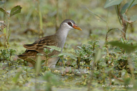 White-browed Crake